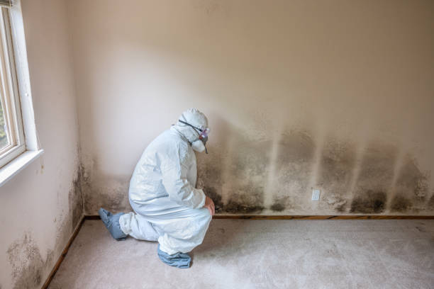 Best Post-Construction Mold Inspection  in Jamestown, CA